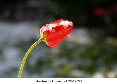 a red tulip covered with snow on a sunny april day when the winter came back for a while                               