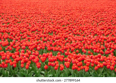 Red Tulip Field In Netherlands