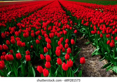 Red Tulip fields
