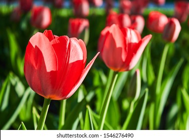 Red tulip flower bloom on background of blurry red tulips flowers  - Powered by Shutterstock