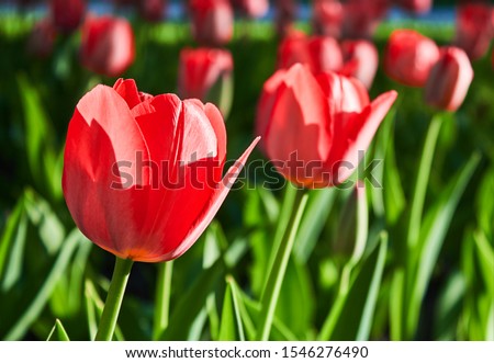 Red tulip flower bloom on background of blurry red tulips flowers 