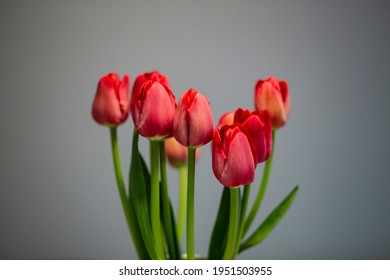 Red tulip flower bouquet on a grey background