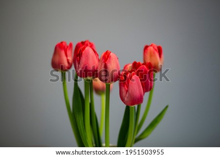 Red tulip flower bouquet on a grey background
