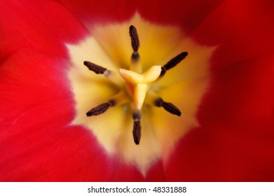 Red Tulip Flower Closeup