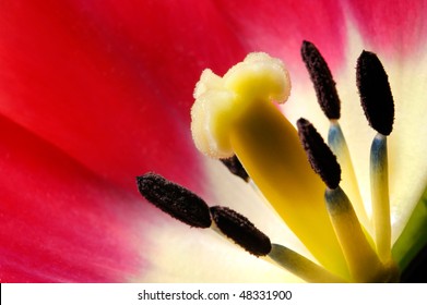 Red Tulip Flower Closeup