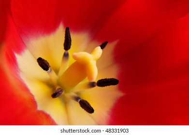 Red Tulip Flower Closeup