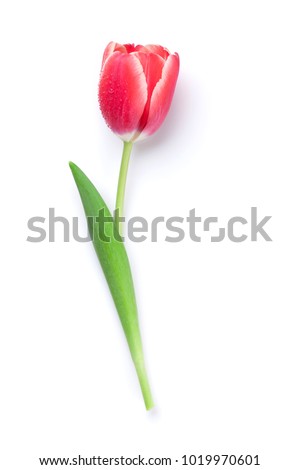 Red tulip flower.  Easter or Valentine's day greeting card. Isolated on white background