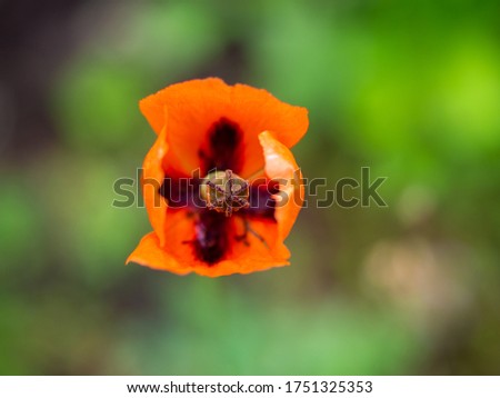 Similar – Boom flight, bumblebee and poppy