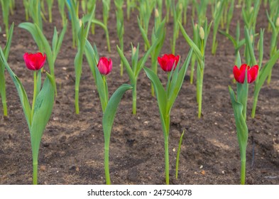 red tulip flower in garden - Shutterstock ID 247504078