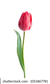 Red Tulip Flower Isolated On White Background