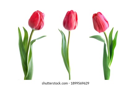 Red tulip flower isolated on white background - Powered by Shutterstock