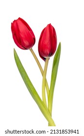 Red Tulip Flower Isolated On White Background.