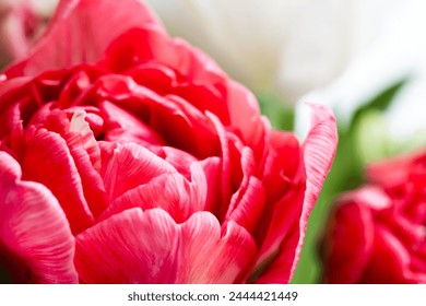 Red tulip flower, macro photo with selective soft focus - Powered by Shutterstock