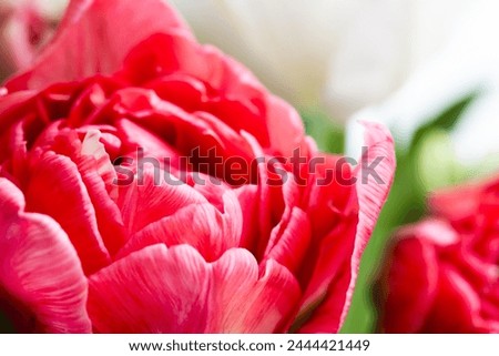 Red tulip flower, macro photo with selective soft focus