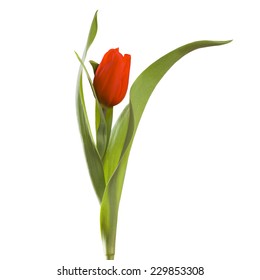 Our Time Lapse Photo Sequence Tulips Go >> Stages Growth Tulips On White Background Stock Photo Edit Now Our Time Lapse Photo Sequence Tulips Go >> Stages Growth Tulips On White Background Stock Photo Edit Now