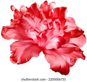Red tulip  flower  on white isolated background with clipping path. Closeup. For design. Nature.