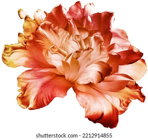 Red  tulip  flower  on white isolated background with clipping path. Closeup. For design. Nature. - Shutterstock ID 2212914855