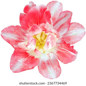 Red   tulip flower  on white isolated background with clipping path. Closeup. Drops of water on the petals.  For design. Nature. 