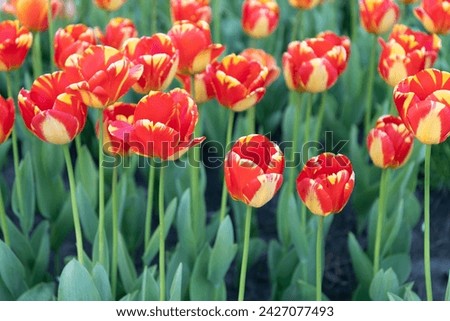 red tulip flower in spring nature. tulip flower in nature. tulip flower in summer nature.