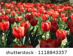 Red tulip flowerbed in the sun - Sherwood Gardens, Baltimore