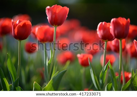 Red tulip flowers background. Beautiful flower view of red tulips in sunlight landscape at spring or summer. Amazing spring nature or celebration concept of morning red tulip flowers in garden.