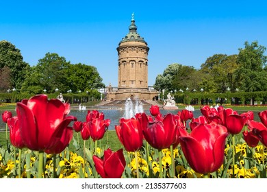 Red tulip flowers in front of the Wasserturm (water tower) Mannheim in spring season, Baden-Wuerttemberg, Germany