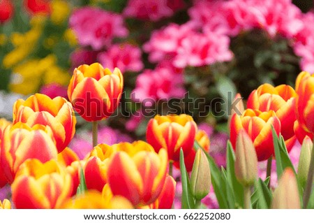 red tulip in garden