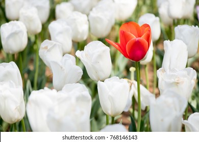 Red tulip growth among white tuplip background (Concept for differentiate from other, leader or unique)