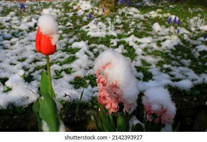 A Red Tulip and Hyacinth Flowers Covered in Snow