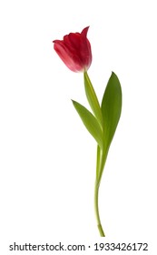 Red tulip with leave isolated on white background