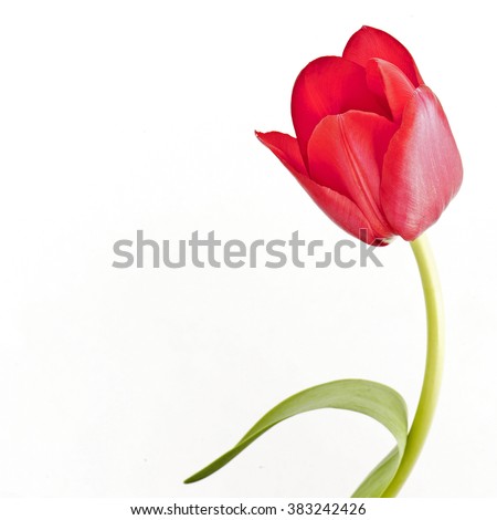 Red tulip with leave on a white background closeup with space for your text