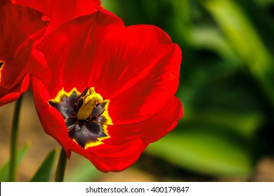 red tulip on blurred background of green garden bokeh Stock Photo