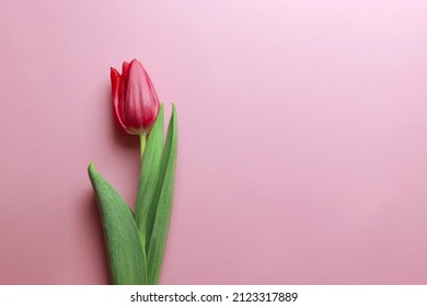Red tulip on pink background, top view, spring bouquet