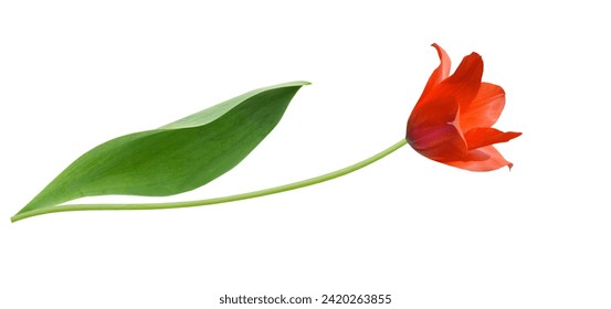 Apertura de tulipán rojo con hoja, blanco aislado