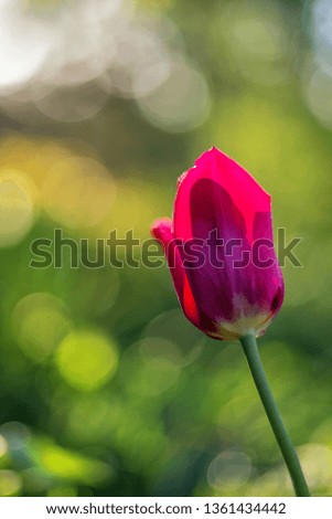 Similar – Red Tulip Tulip blossom