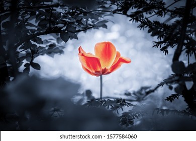 Red Tulip Soul In Cold Blue For Peace Heal Hope. The Flower Is Symbol For Power Of Life And Mind Strength Beyond Grief Death And Sorrows. Also Symbolizes Healing Of Stress Or Burnout