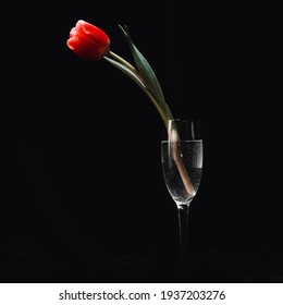 Red tulip standing in a glass of water against a dark background. Floral still life. Low key photo