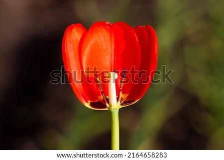 red tulip with torn petals, pistil and stamens of a tulip growing in the garden
