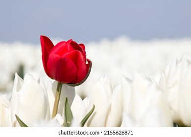 Red Tulip In A White Tulip Field