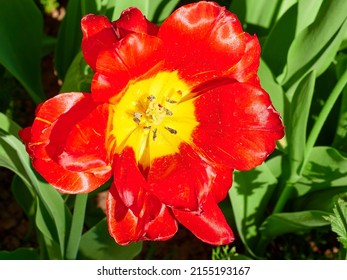 a red tulip with a yellow core close-up in a green flower bed on a beautiful sunny spring day. background for designers, artists, computer desktop