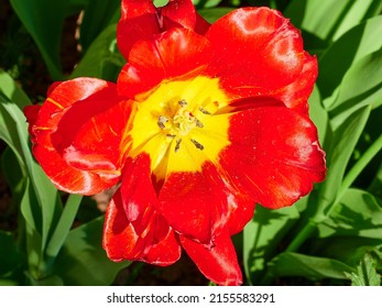 a red tulip with a yellow core close-up in a green flower bed on a beautiful sunny spring day. background for designers, artists, computer desktop