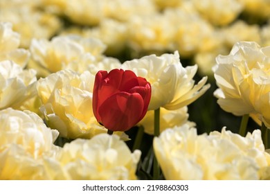 Red Tulip In A Yellow Tulip Field