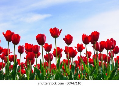 Red Tulips