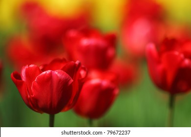 Red Tulips