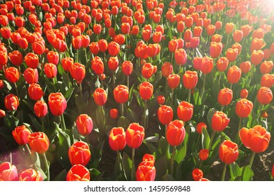 Red Tulips Banner Glade Tulips Flowers Stock Photo Shutterstock