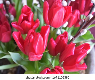 Red Tulips At Biltmore Estate NC