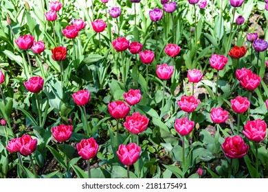 Red tulips are blooming in spring. Tulips in bloom. Tulips are blooming. Red tulip flowers