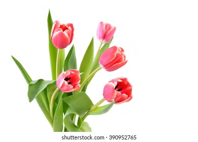 Red tulips, bouquet of flowers isolated on white background. 