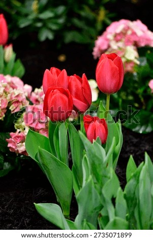 Red tulips comming up in the spring