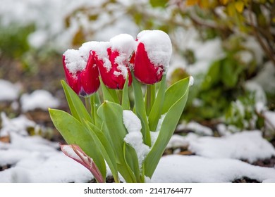 red tulips covered with snow in a garden